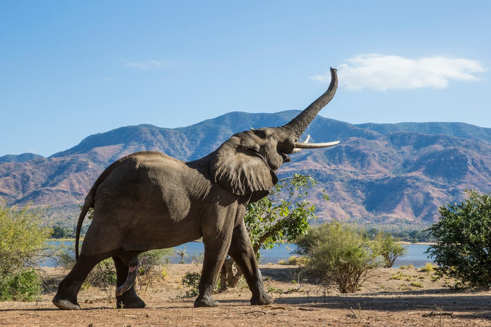 Elephant, Back, Mountain