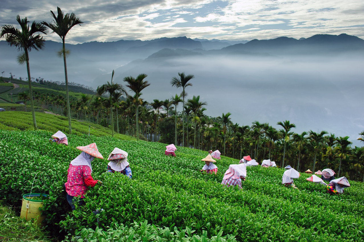 Bihu tea garden