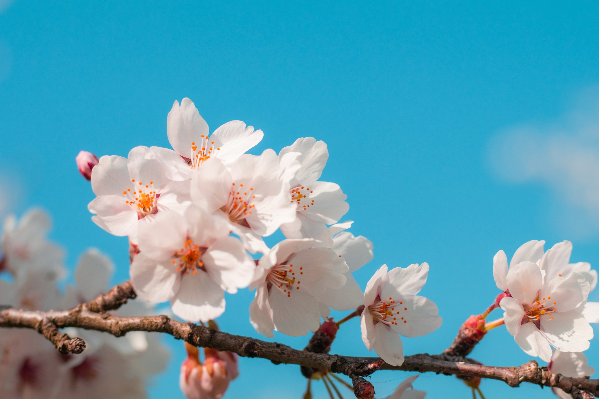 Beautiful cherry blossom sakura in spring time with sky  background in Japan.